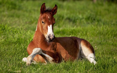 Фото жеребенка
