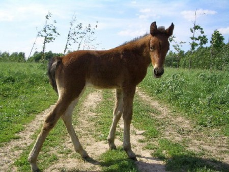 Фото жеребенка