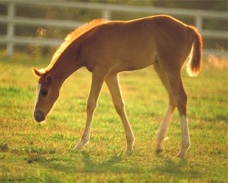 Фото жеребенка