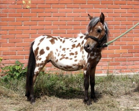 Мини лошади породы мини-аппалуза: фото, описание, история происхождения