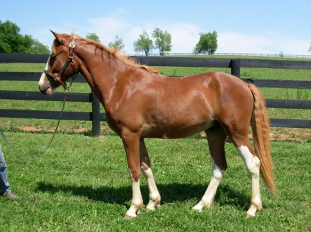 Фото американской лошади индейской рыжей масти