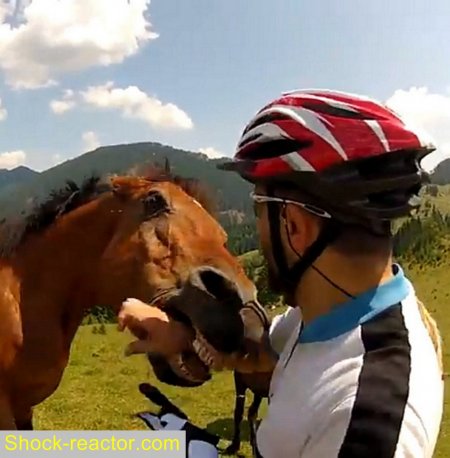 Лошадь кусается