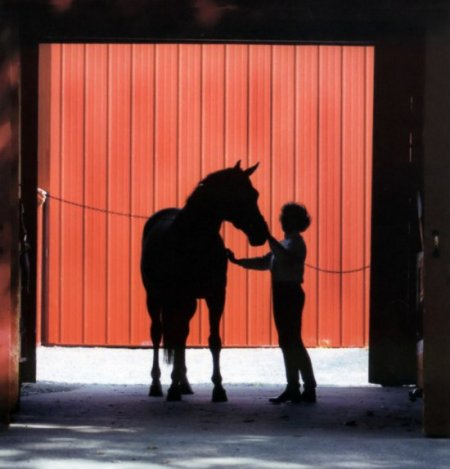 Лошадь на развязке