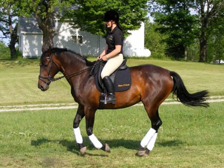 Фото всадницы на гнедой лошади