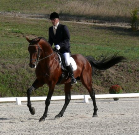 Фото гнедого французского селя