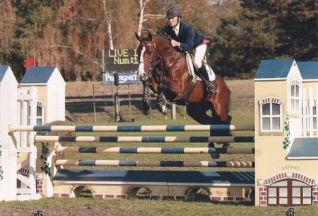 Фото гнедого французского селя