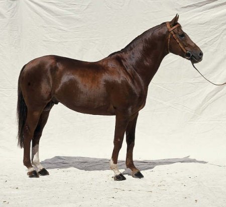 Фото бурого французского селя