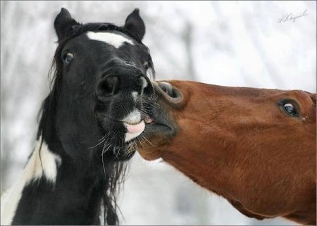 Фото двух лошадей