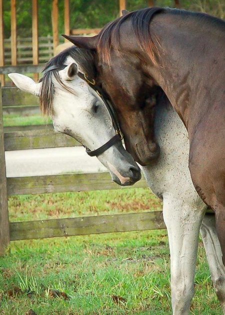 Фото двух лошадей