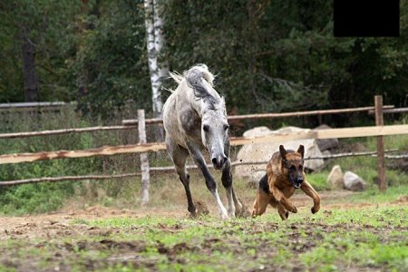 Серая лошадь гонится за собакой