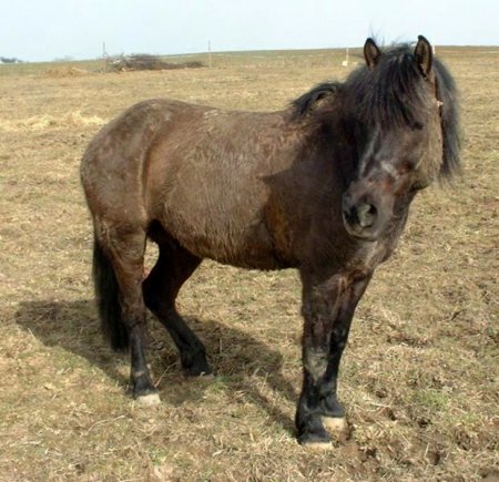 Гуцульский пони (гуцул)