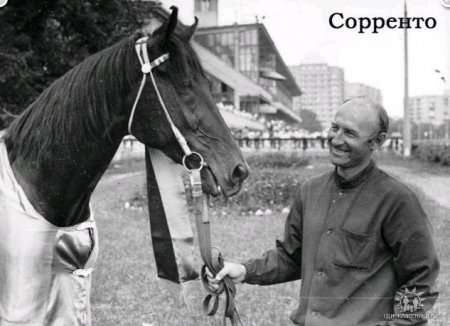 Великий жеребец Сорренто Великий жеребец Сорренто