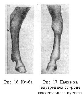Курба: сбоку