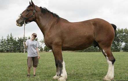 Самые высокие лошади в мире
