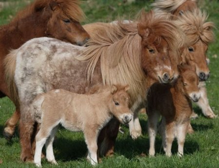 Милое фото лошадиной семьи