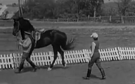 Методика работы с лошадью в руках. Смотреть обучающее видео про лошадей онлайн