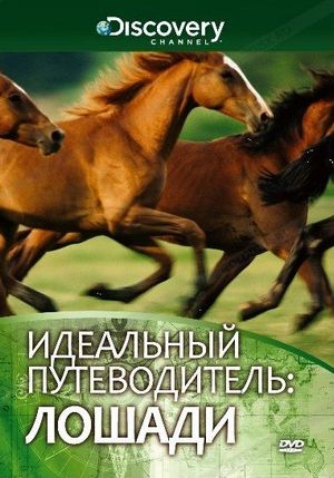 Идеальный путеводитель: Лошади. Смотреть фильм о лошадях онлайн