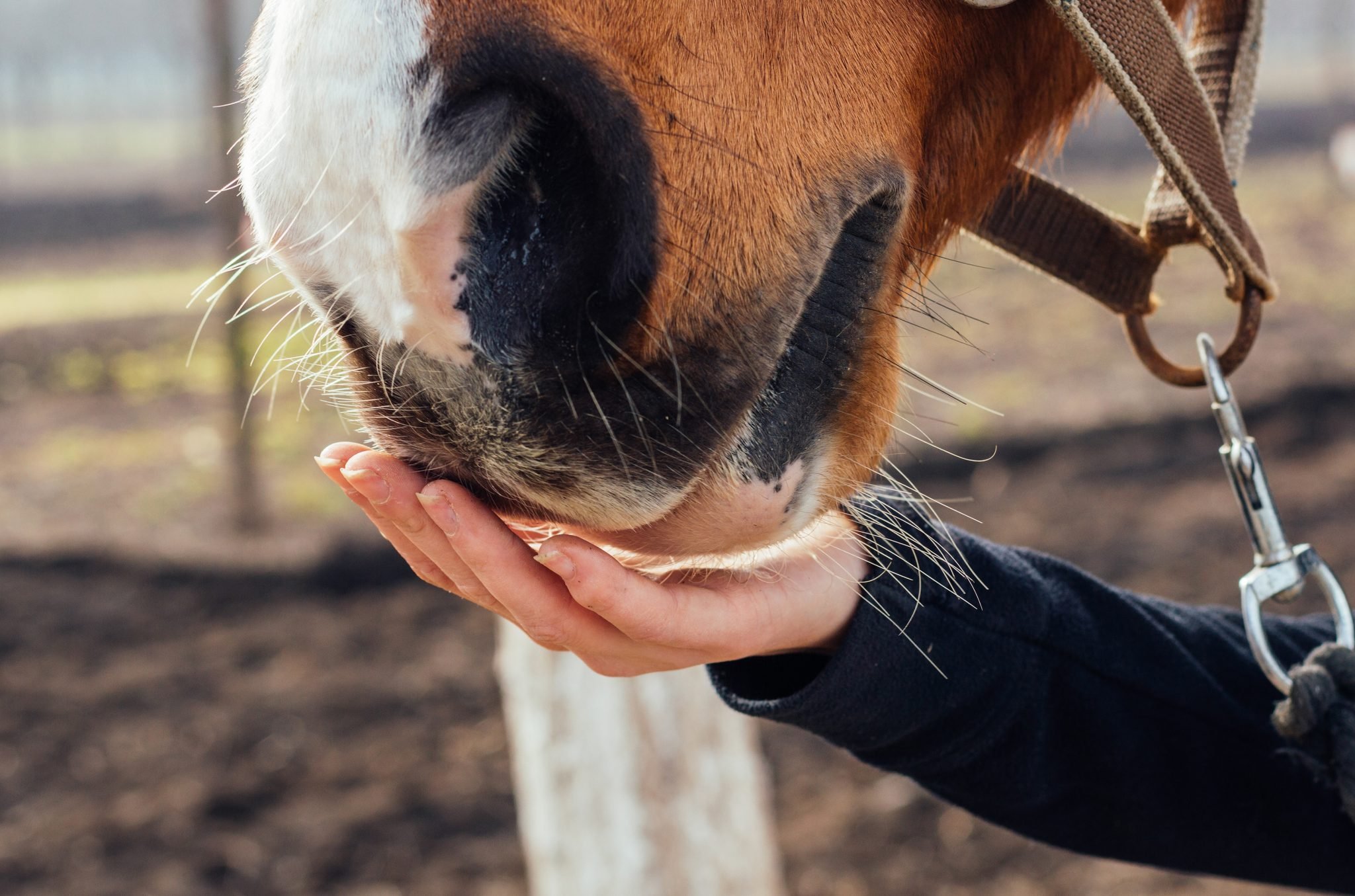 Может ли лошадь употреблять в пищу грибы?